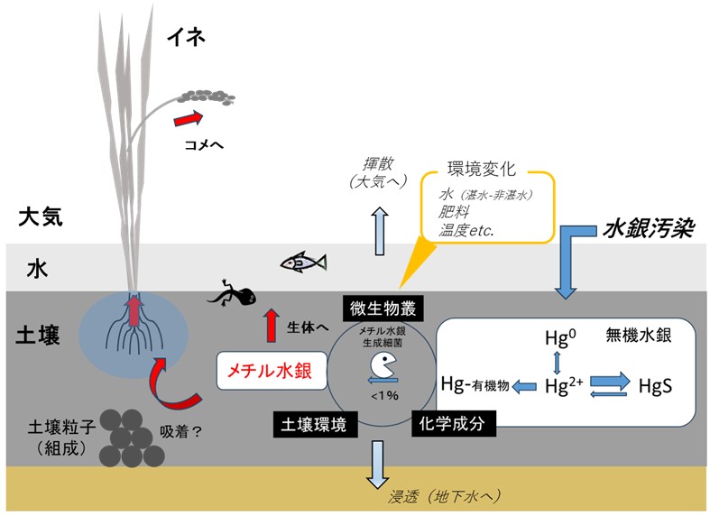 水田の水銀汚染による影響(イメージ)