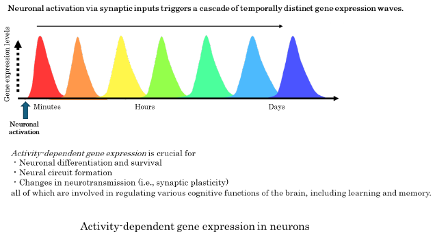 Activity-dependent gene expression in neurons of figure