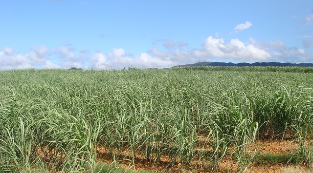 徳之島で「サトウキビ農業の先端農業実証プロジェクト」についてのセミナーを開催