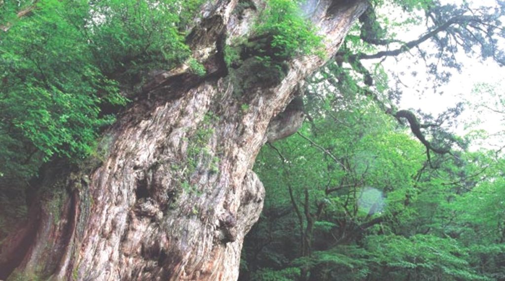 鹿児島環境学のご紹介